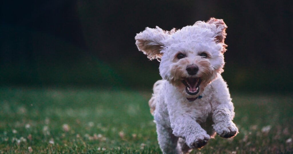 Happy dog being cared for