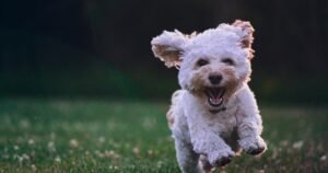 Happy dog being cared for