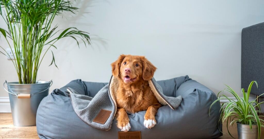 Pet in a cozy bed