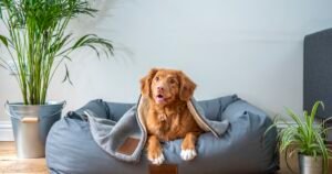 Pet in a cozy bed